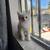 Kittens 3 thumbnail