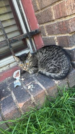 Found female tabby cat (Loring park)63906251043842124