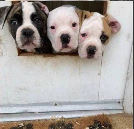 American Bulldog Puppy; Johnson Bloodlines; Loving and Loyal Protector 1