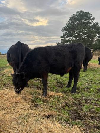 Black angus steer 1