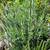 Mature Succulents For Landscaping 1 thumbnail
