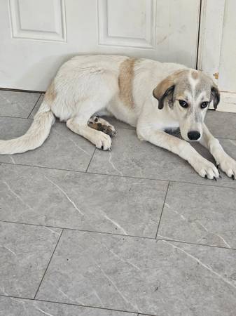 Mostly great Pyrenees mix puppy (Huachuca City)63885498516995120