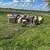 Lambs for sale 3 thumbnail