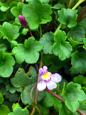 Kenilworth Ivy Plants 1