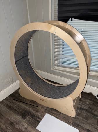 Cat Running Wheel 1