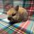 Bunny 3 thumbnail