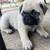 Pug puppy for sale 3 thumbnail