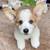 Corgi puppies available 1 thumbnail