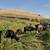 Herd of 17 cows. 1 thumbnail