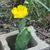 Plant / Yard Sale 2 thumbnail