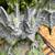 Two Headed Bat 2 thumbnail