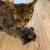 Free cats 1 thumbnail