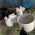 Bunnies 5 thumbnail