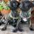 Brindle pug puppies 1 thumbnail