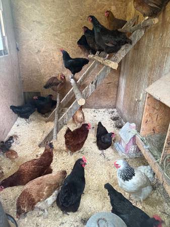 Chicken: Organic Free Range Hens 1