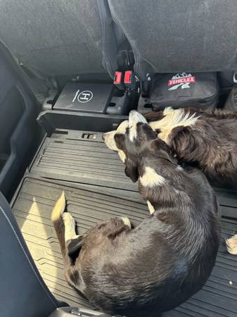 Dogs found (Midland)64144101031425121