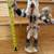 Vintage Kachina Doll "Wolf Dancer", made by D. Yazzie 1 thumbnail