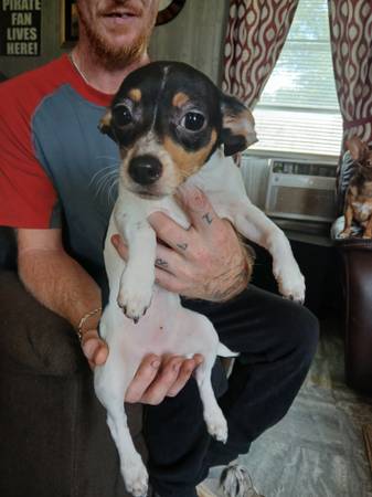 Chihuahua (Muscle Shoals)63412077362817127