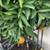 Fruiting Citrus - Star Ruby Grapefruit and Clementine Mandarin 3 thumbnail