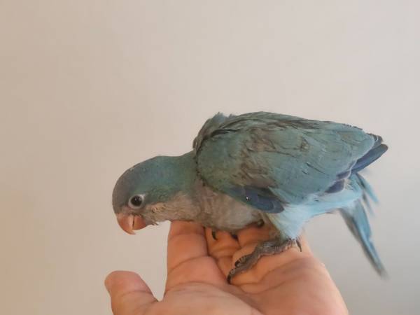 Tame Blue Quaker baby (Houston)63859313114113123