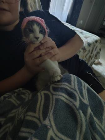 Male cat 1