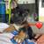 Rehoming German Shepherd/ Husky 5 thumbnail