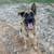 Free Rehoming of our Dogs 1 thumbnail