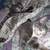 Bronx & Penelope - Looking for their furever home! 1 thumbnail