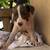Puppies 5 thumbnail
