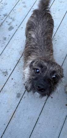 Female Pup548547090984488963