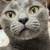 Need to rehome these blue Russian cats 2 thumbnail