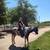 Half Arabian stallion 1 thumbnail