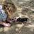 AGH x Kune Piglets with Double Wattles 2 thumbnail