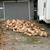 🔥Mostly Dry Firewood Delivered 5 thumbnail