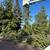 Emergency Tree Removal/Hazardous Tree/Storm Cleanup 2 thumbnail