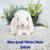 Adorable Holland Lop Baby Bunny 7 thumbnail