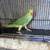 Indian ringneck 7 thumbnail