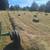 Nice quality 1st cut horse hay 3 thumbnail