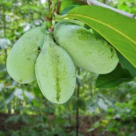pawpaw tree 1