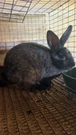 SilverFox buck rabbit - $40 (Sweetwater TN)629701011934731213