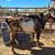 Nubian Goats 1 thumbnail