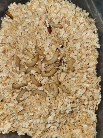 Reptile food (Los angeles)63829967218049124
