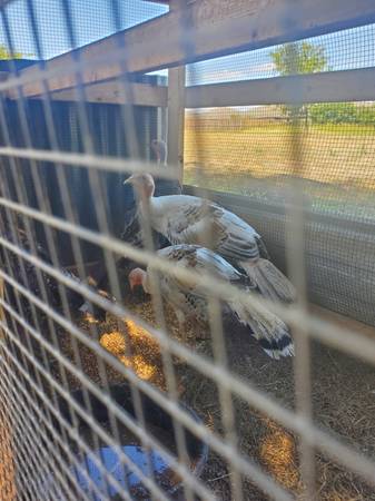 Rehoming turkeys Peacocks quail chickens rabbits snake geckos finches (Temple)63898901903875122