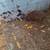 Miniature pigs 4 thumbnail