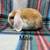 Bunnies 2 thumbnail