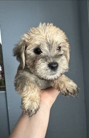 Schnauzer enano (Katy)63859314747009120