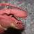 2 Flexible Rubber Kids Dinosaur Hand Puppet Toys 6 thumbnail