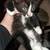 6 week old kittens 6 thumbnail