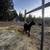 Goats for sale 17 thumbnail