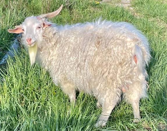 Yearling Angora Mixed Buck Goat 1